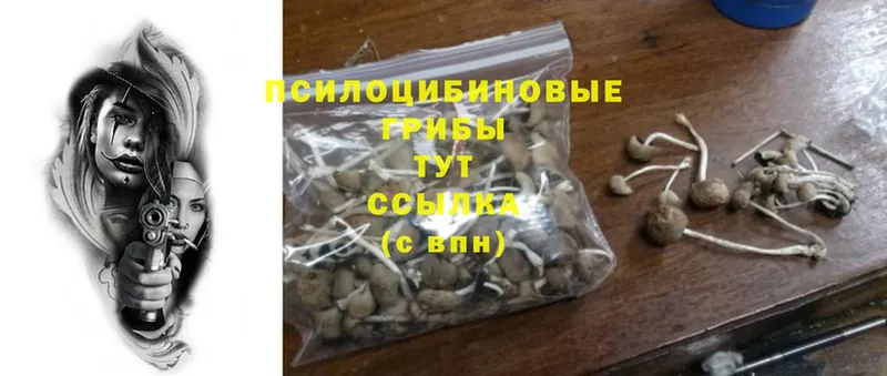 Псилоцибиновые грибы GOLDEN TEACHER  МЕГА как войти  Мончегорск 